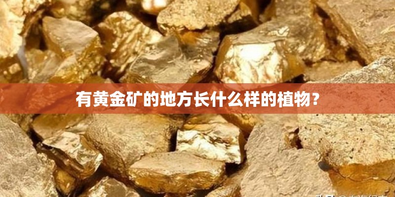 有黄金矿的地方长什么样的植物？