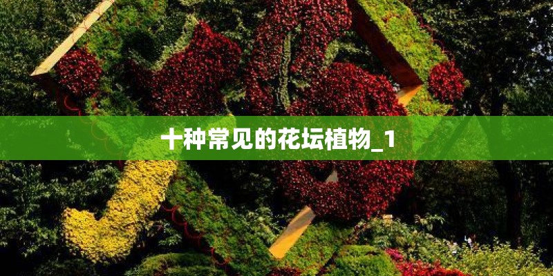 十种常见的花坛植物_1