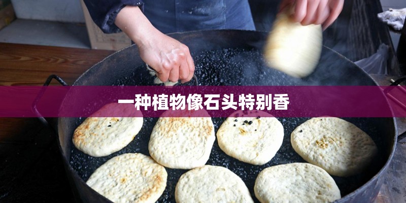 一种植物像石头特别香