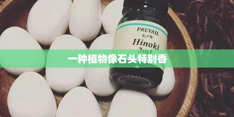 一种植物像石头特别香