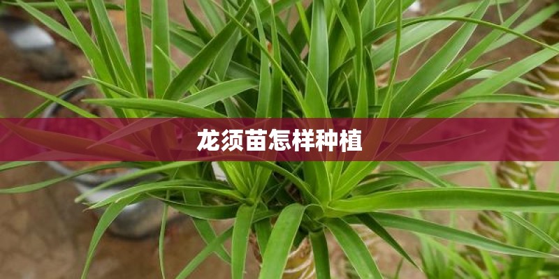 龙须苗怎样种植