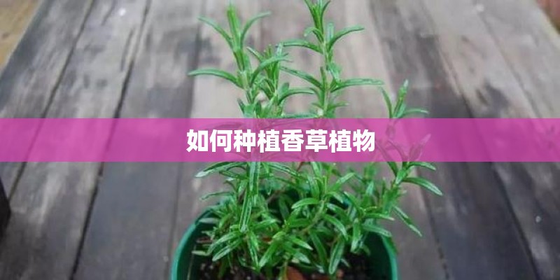 雷克萨斯570是全尺寸suv吗