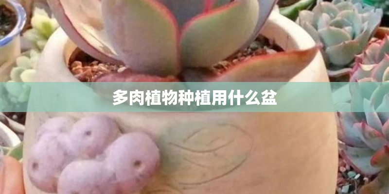 多肉植物种植用什么盆