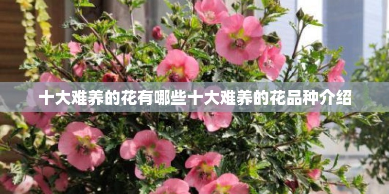 十大难养的花有哪些十大难养的花品种介绍
