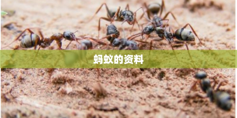 蚂蚁的资料