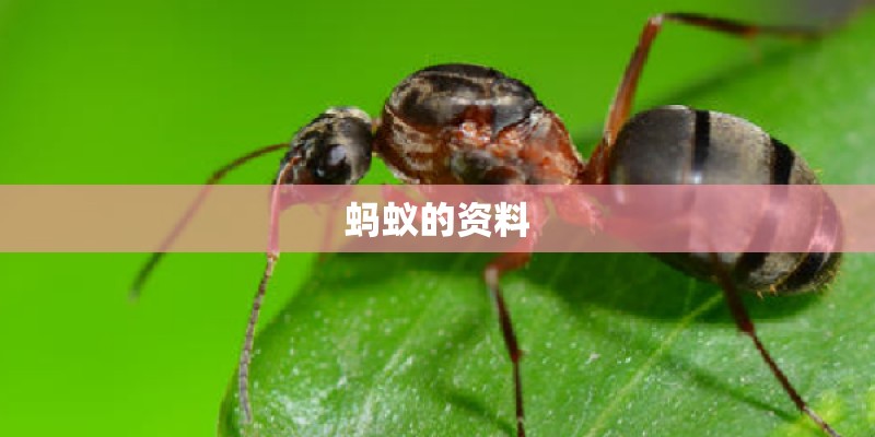 蚂蚁的资料
