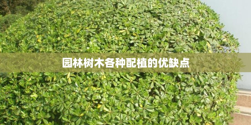 园林树木各种配植的优缺点