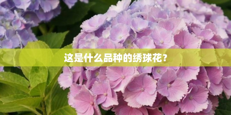 这是什么品种的绣球花？