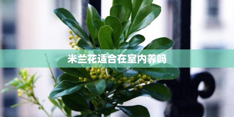 米兰花适合在室内养吗