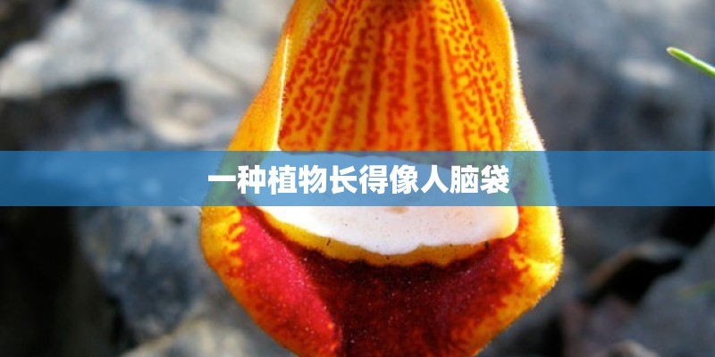 一种植物长得像人脑袋