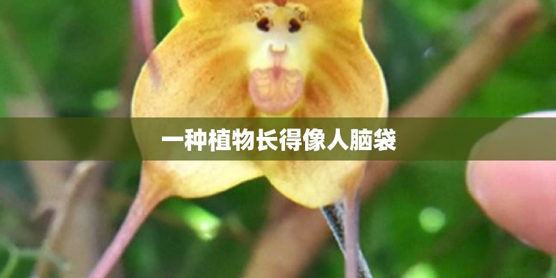 一种植物长得像人脑袋