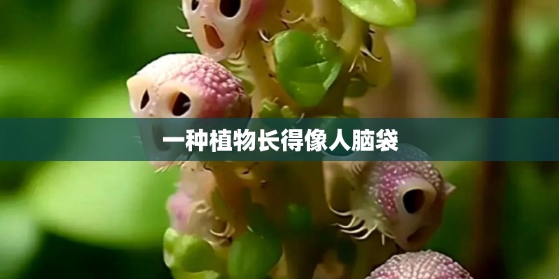 一种植物长得像人脑袋