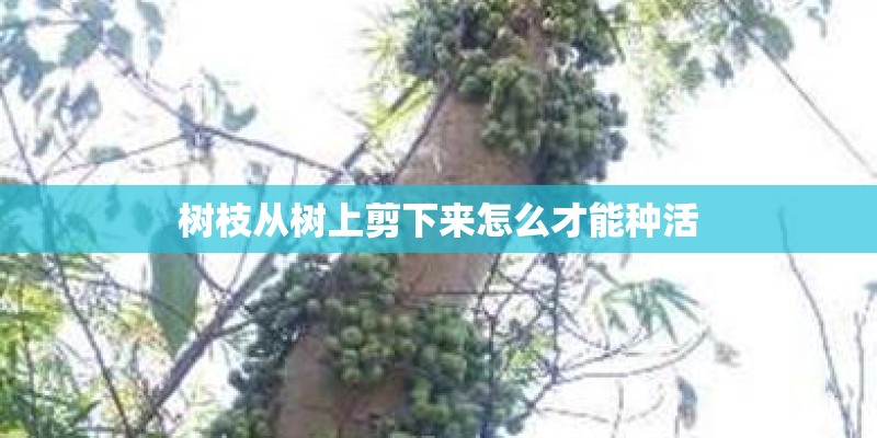 树枝从树上剪下来怎么才能种活