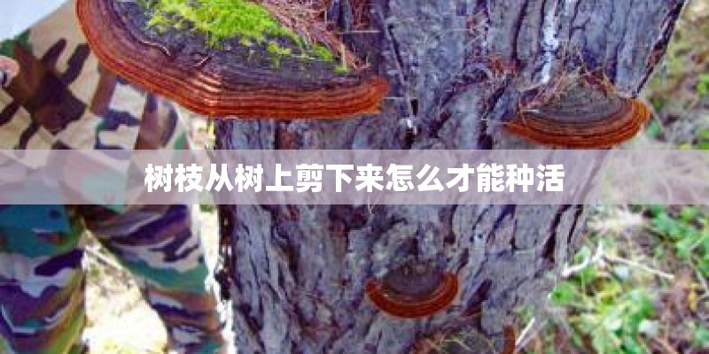 树枝从树上剪下来怎么才能种活