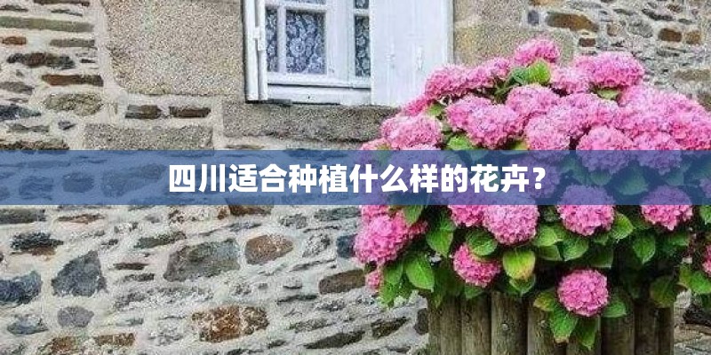 四川适合种植什么样的花卉？