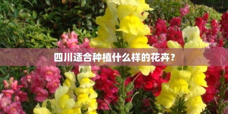 四川适合种植什么样的花卉？
