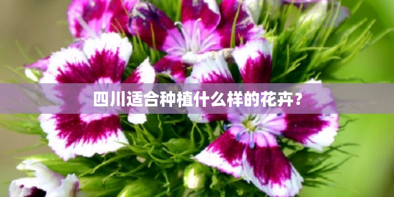 四川适合种植什么样的花卉？