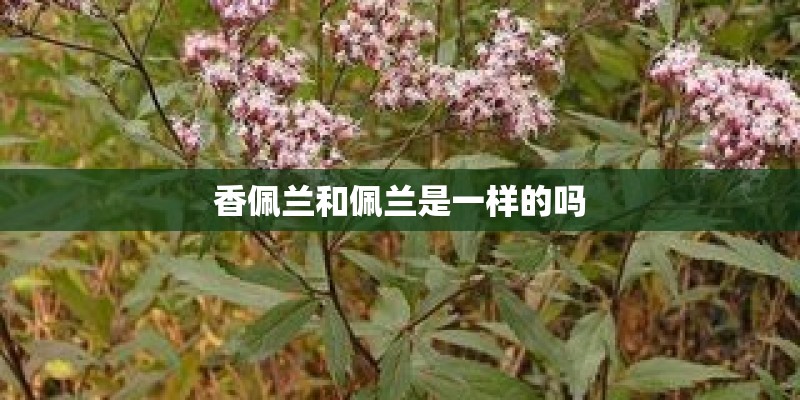 香佩兰和佩兰是一样的吗