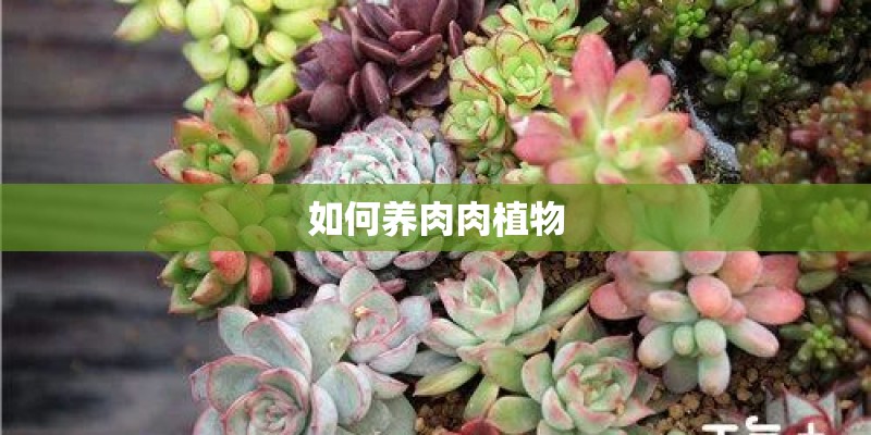 如何养肉肉植物