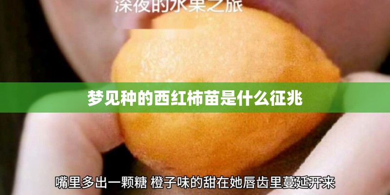 梦见种的西红柿苗是什么征兆