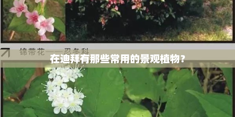 在迪拜有那些常用的景观植物？