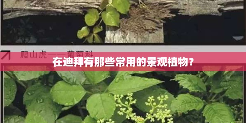 在迪拜有那些常用的景观植物？