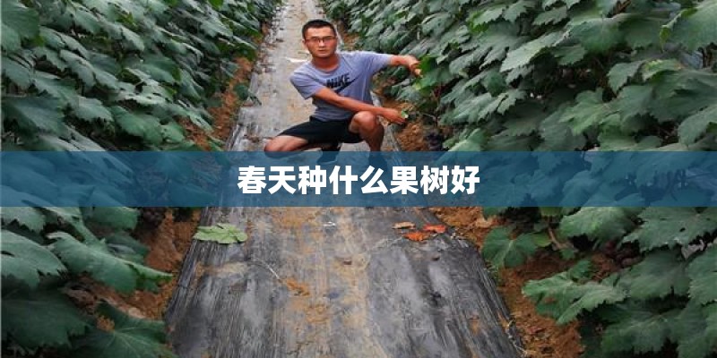 春天种什么果树好 春天种什么果树好