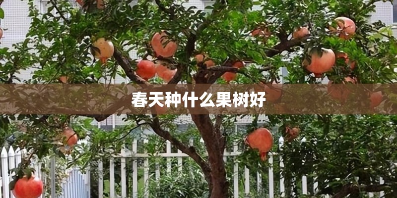 春天种什么果树好 春天种什么果树好