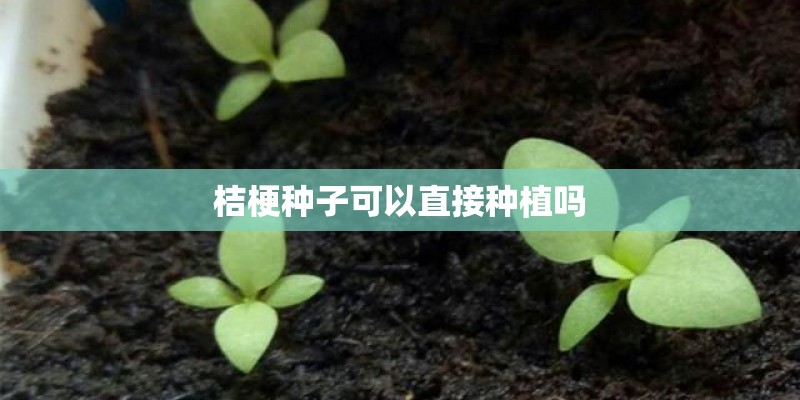 桔梗种子可以直接种植吗