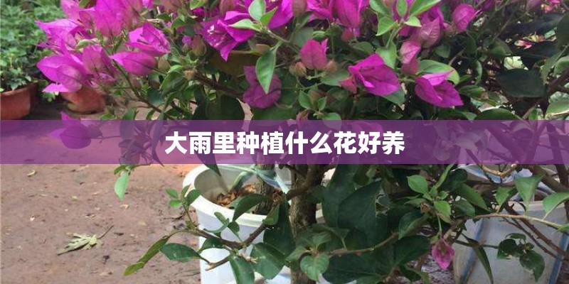 大雨里种植什么花好养