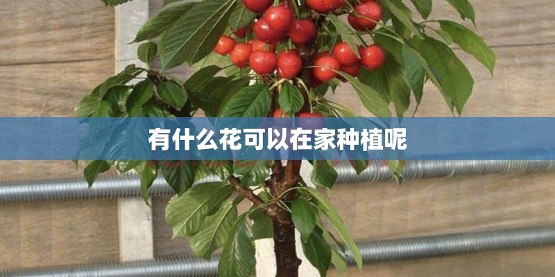 有什么花可以在家种植呢