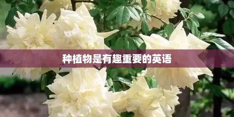 种植物是有趣重要的英语