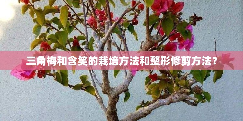 三角梅和含笑的栽培方法和整形修剪方法？