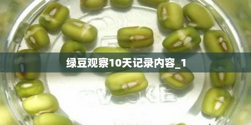 绿豆观察10天记录内容_1