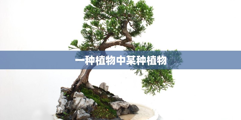 一种植物中某种植物