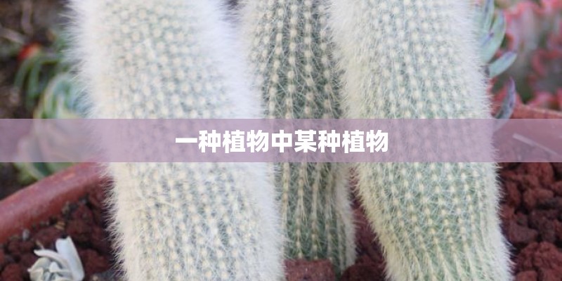 一种植物中某种植物