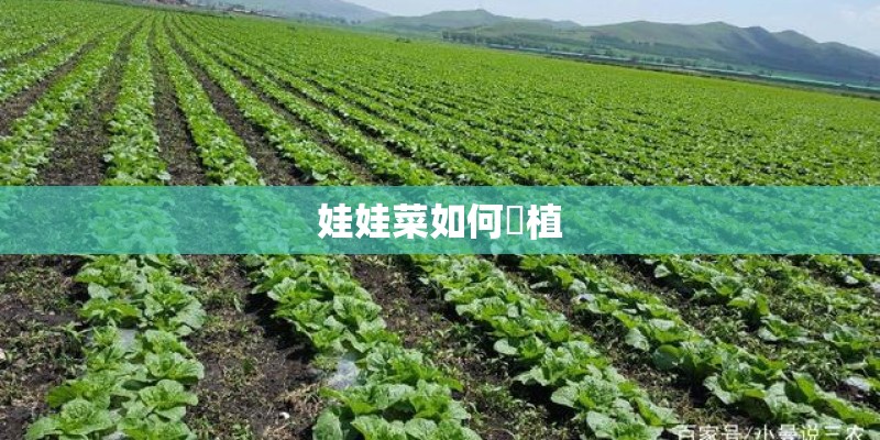 娃娃菜如何種植