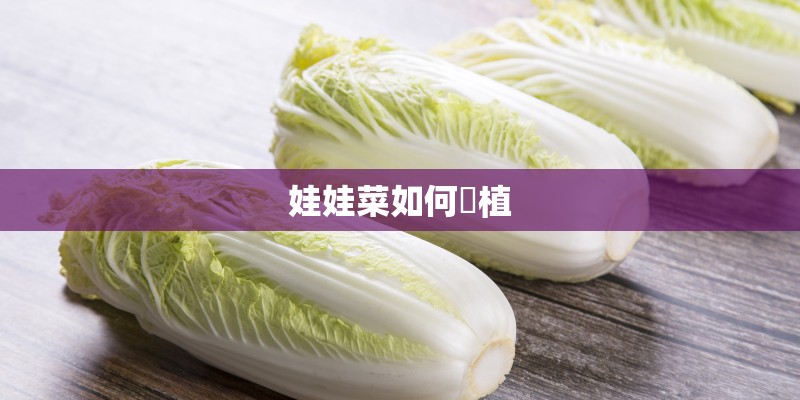 娃娃菜如何種植