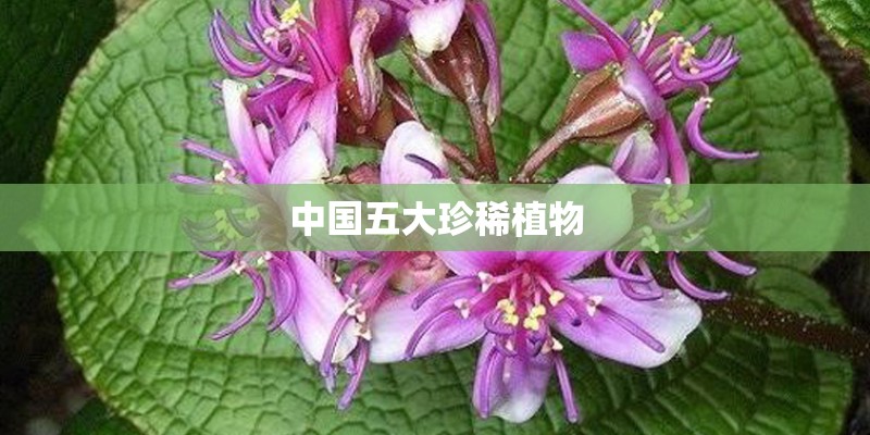 中国五大珍稀植物