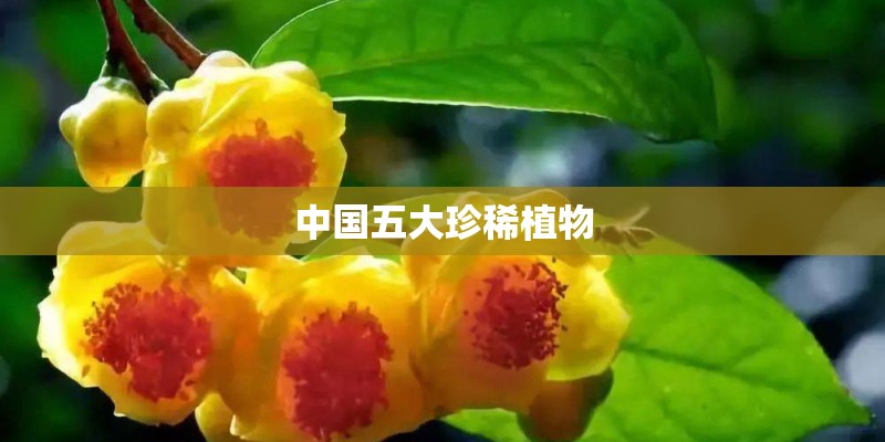 中国五大珍稀植物