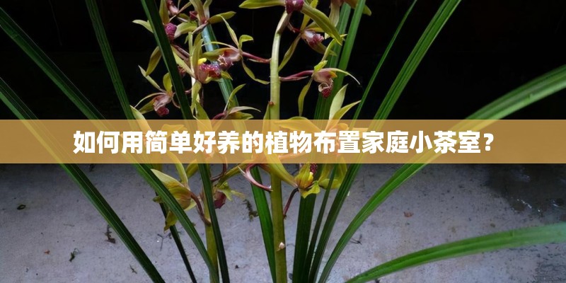 如何用简单好养的植物布置家庭小茶室？