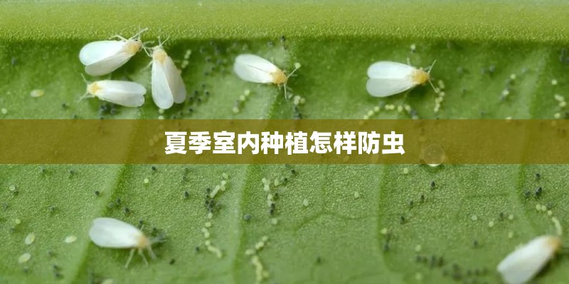 夏季室内种植怎样防虫