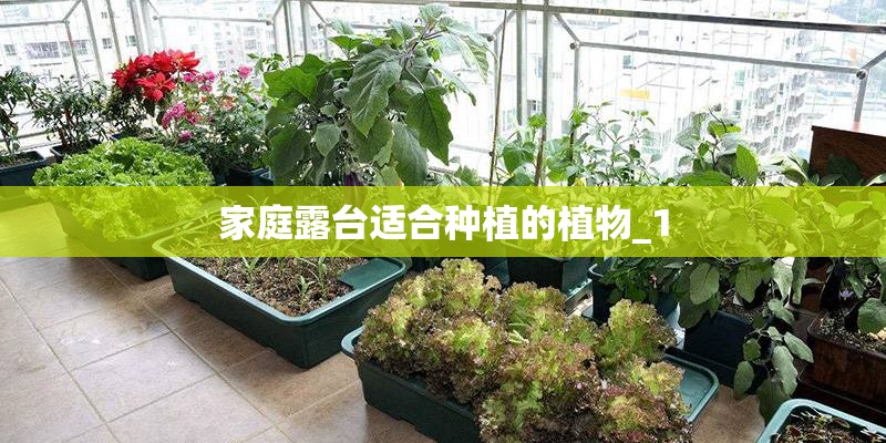 家庭露台适合种植的植物_1