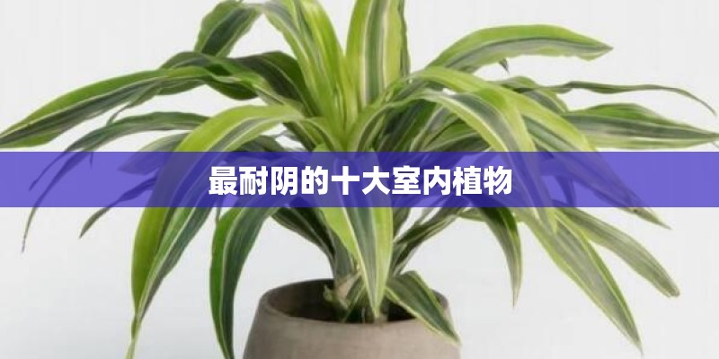最耐阴的十大室内植物