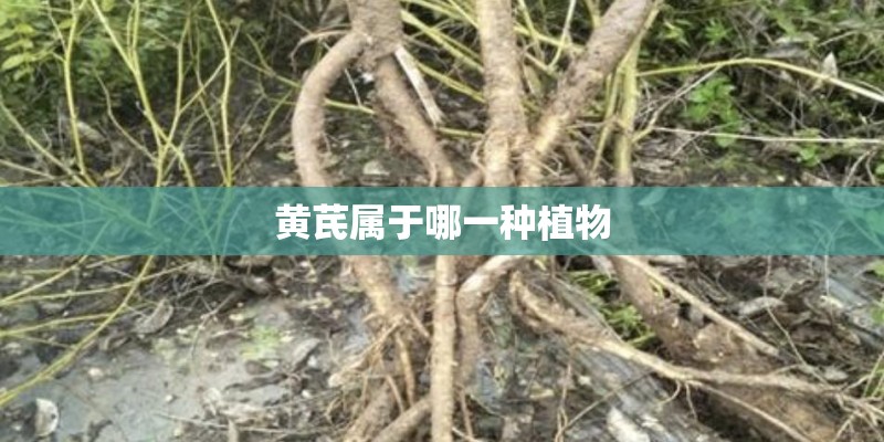 黄芪属于哪一种植物