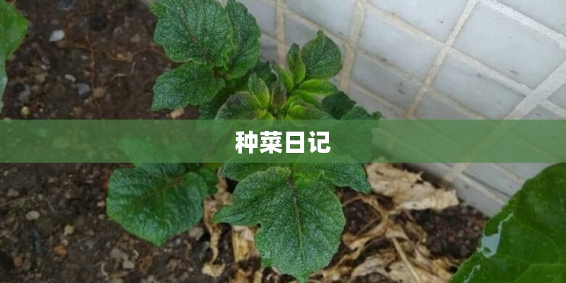 种菜日记