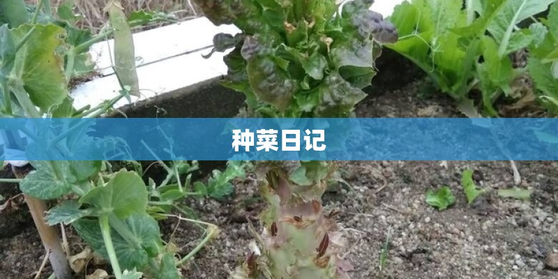 种菜日记