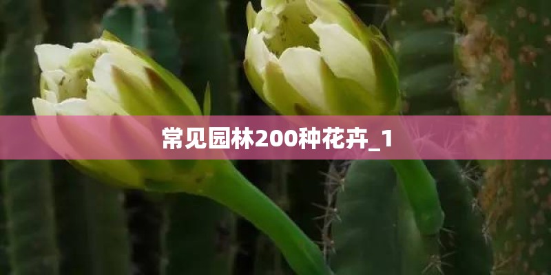 常见园林200种花卉_1