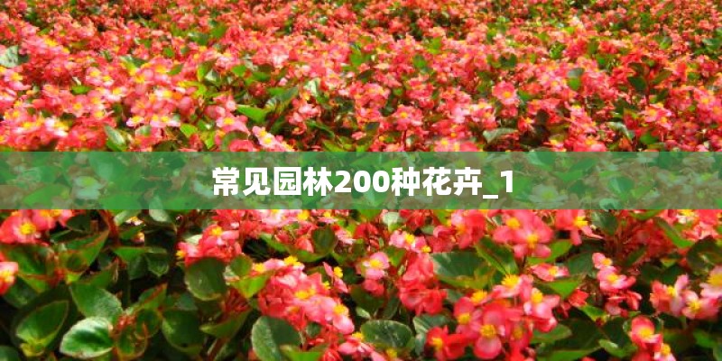 常见园林200种花卉_1