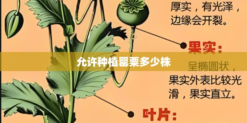 允许种植罂粟多少株